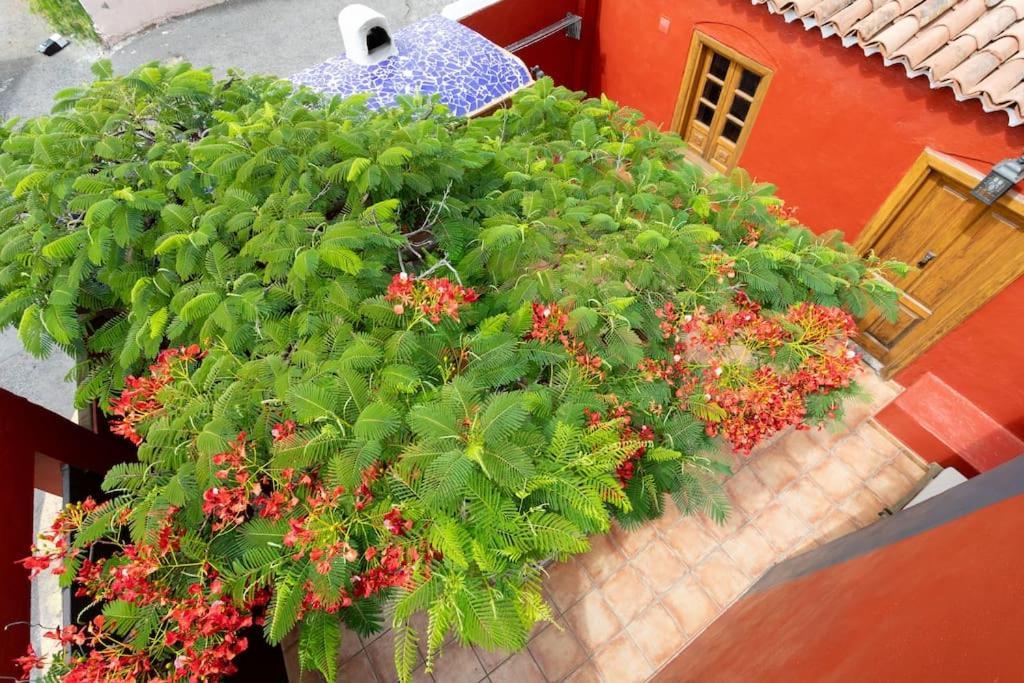Rural House With Traditional Architecture S. XIX ซานตาครูซ เด เตเนริเฟ ภายนอก รูปภาพ